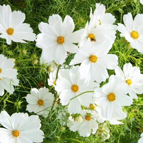 Purity Cosmos Seeds